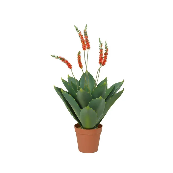 Agave in vaso 90×120