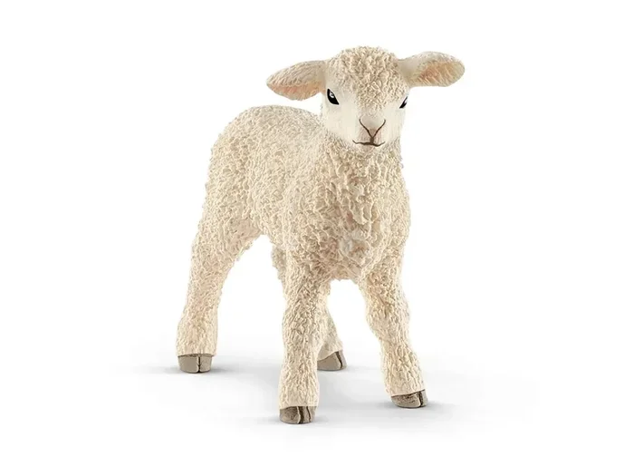 Agnello
